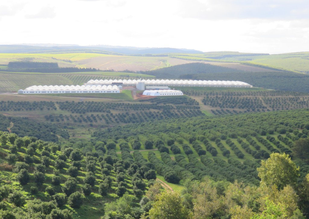 Kwasizabantu plantation